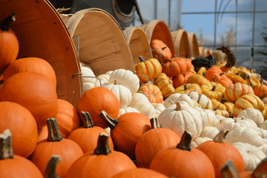 Fall Festivals