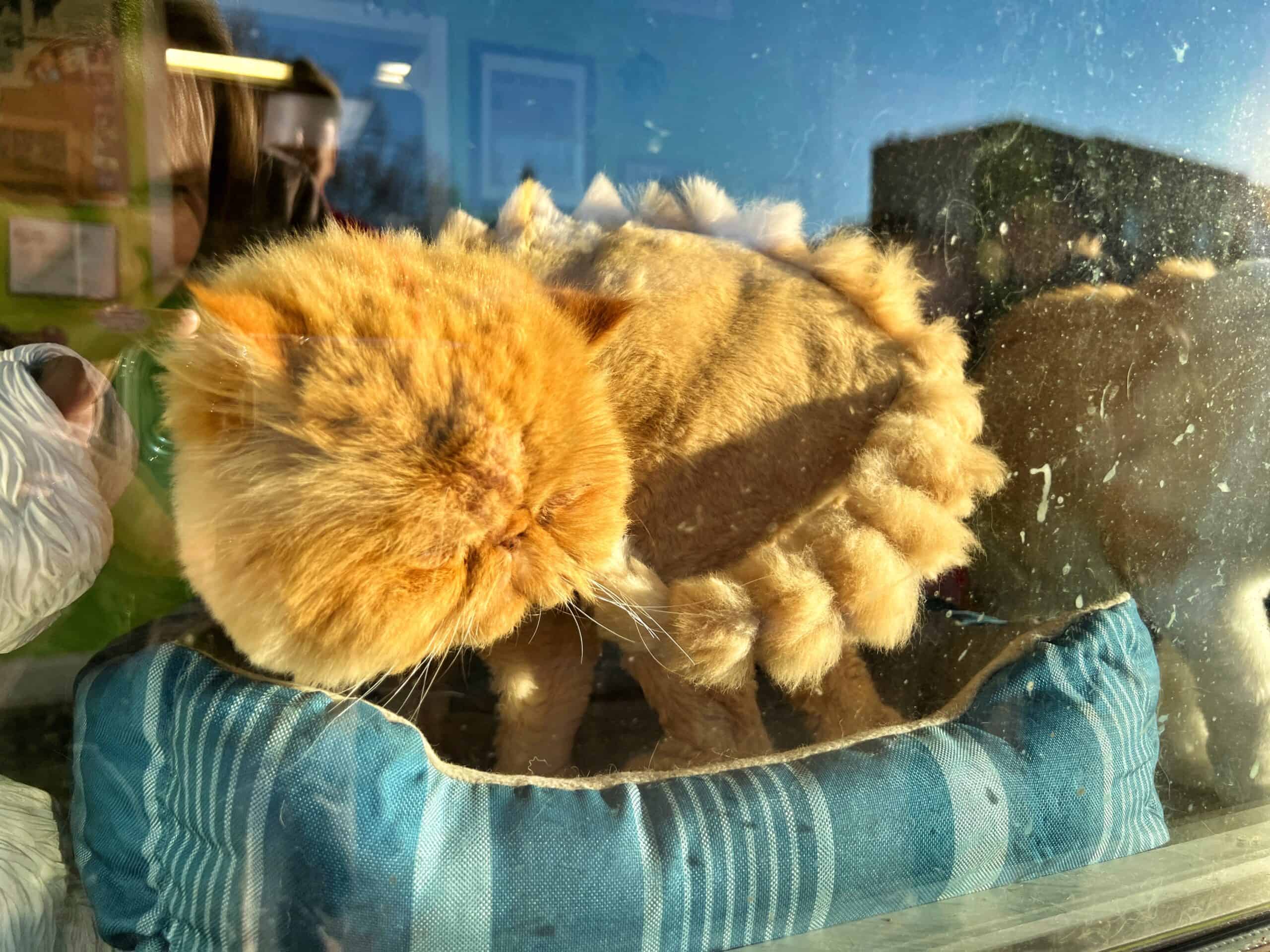 My Best Friend's Barber's cat
