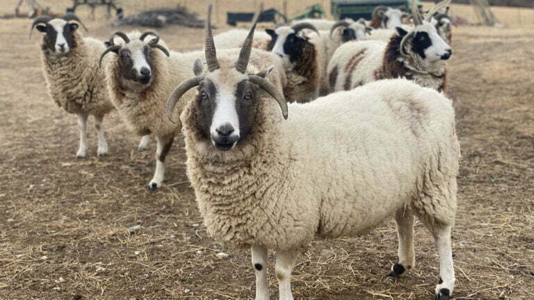 sheep waiting to be sheared