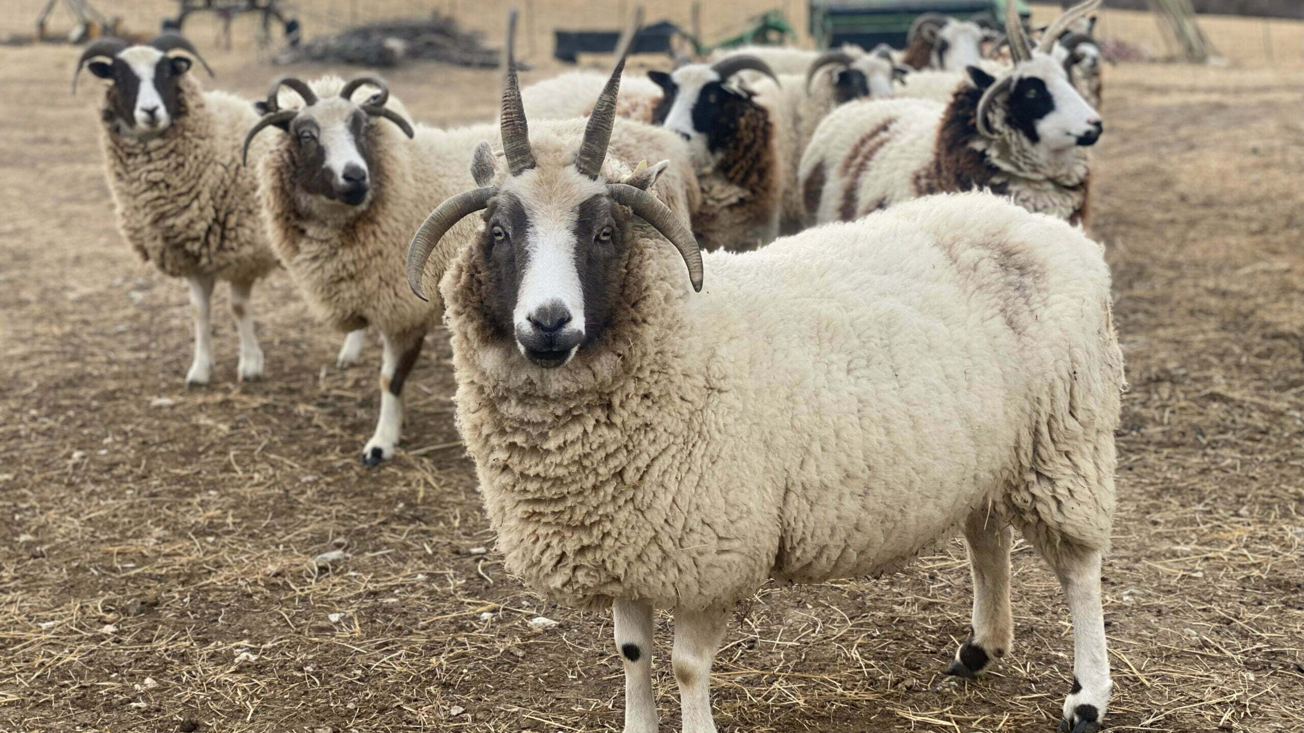 sheep waiting to be sheared