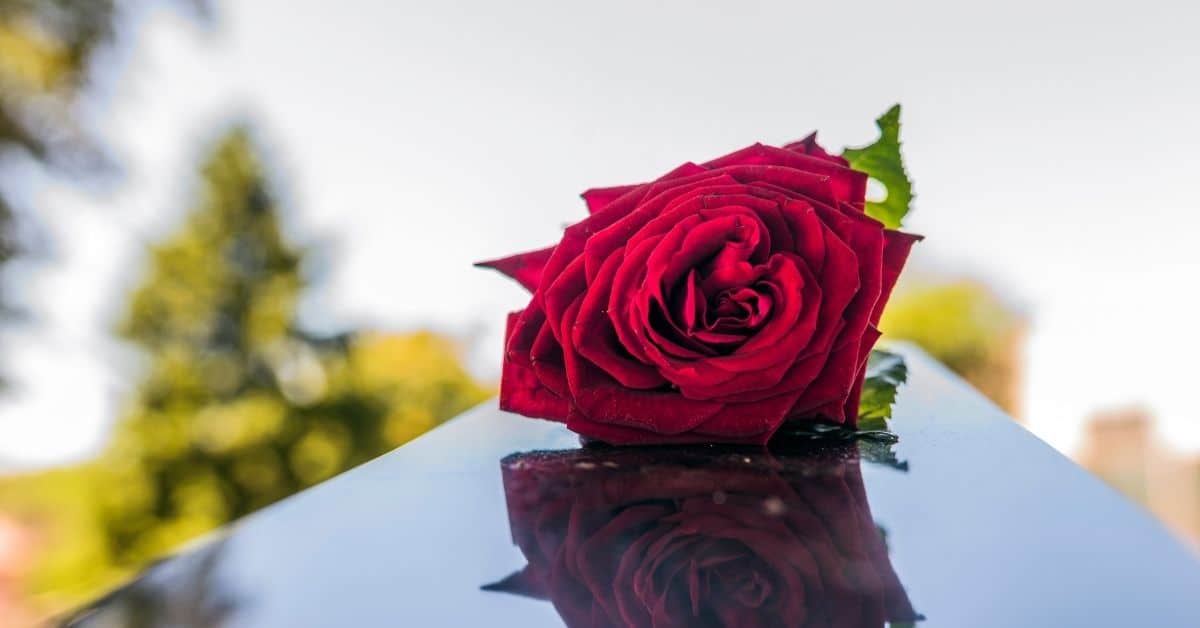 Funeral coffin with red rose on top