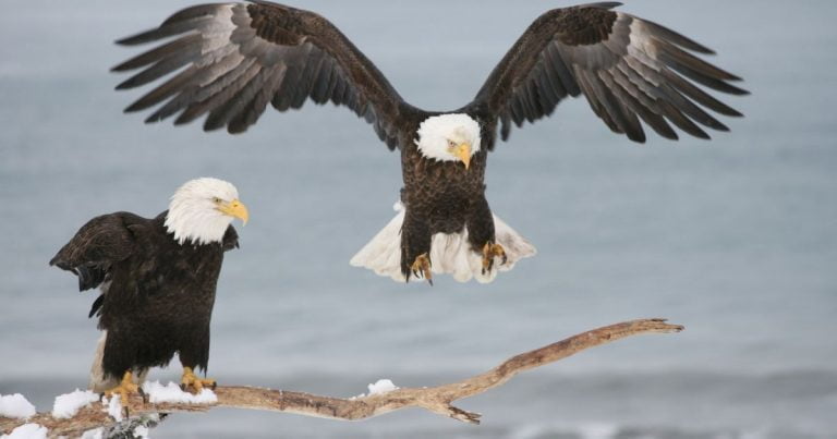 Eagle Days set for Jan. 7-8 at Smithville Lake