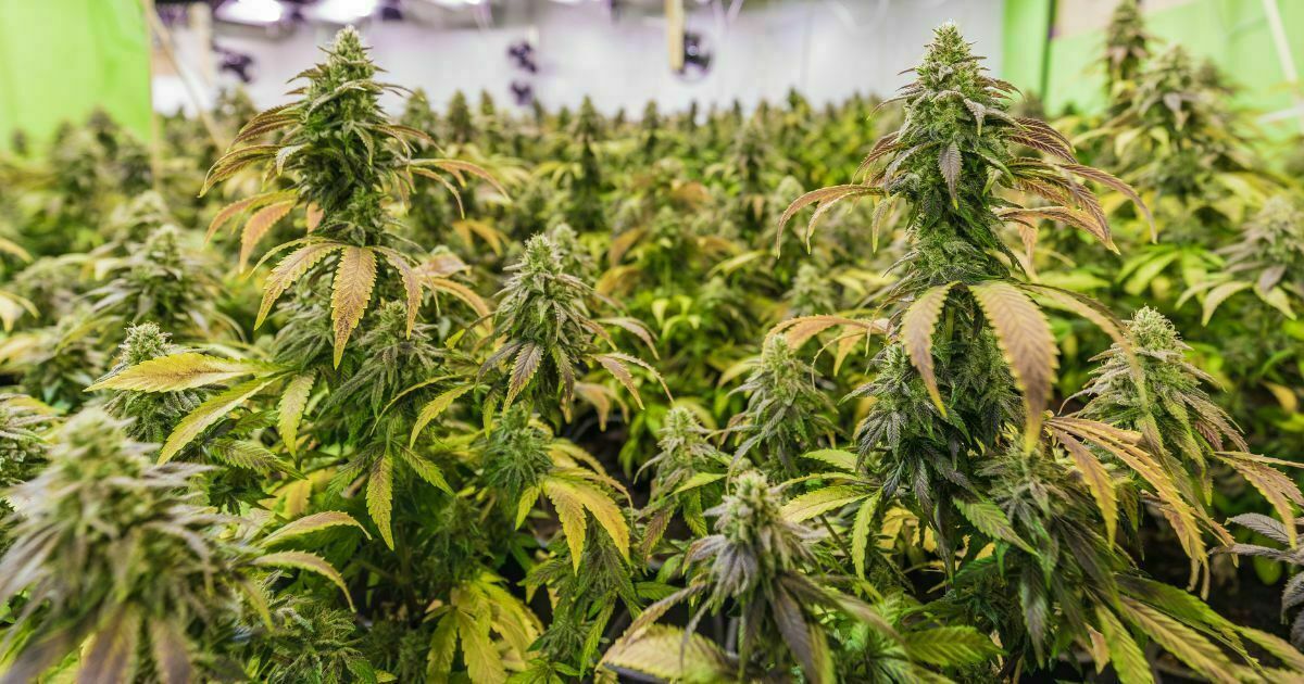 Marijuana plants