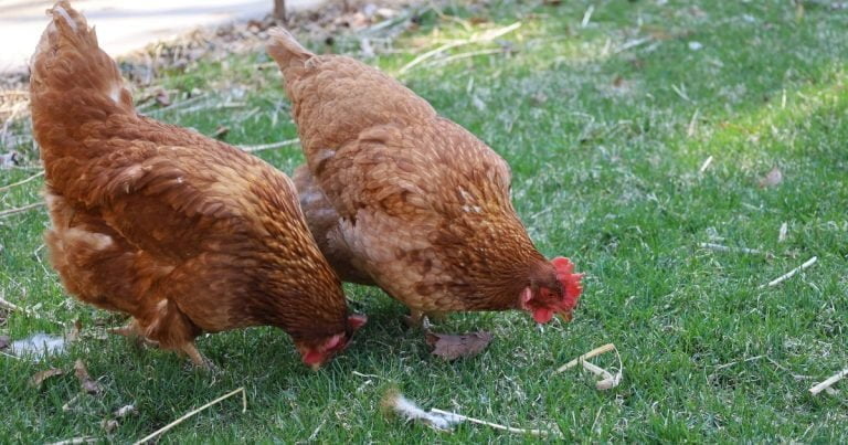 Council Recap: Plucky Citizen Seeks Backyard Chickens, QT Preliminary Plat Approved