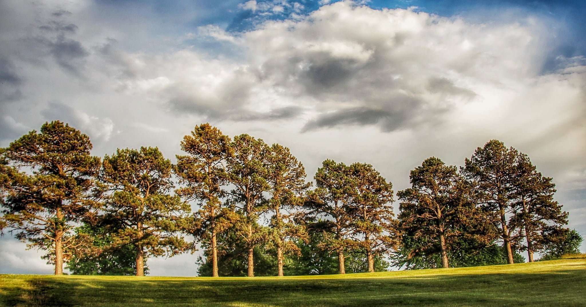 Golf Hill Trees