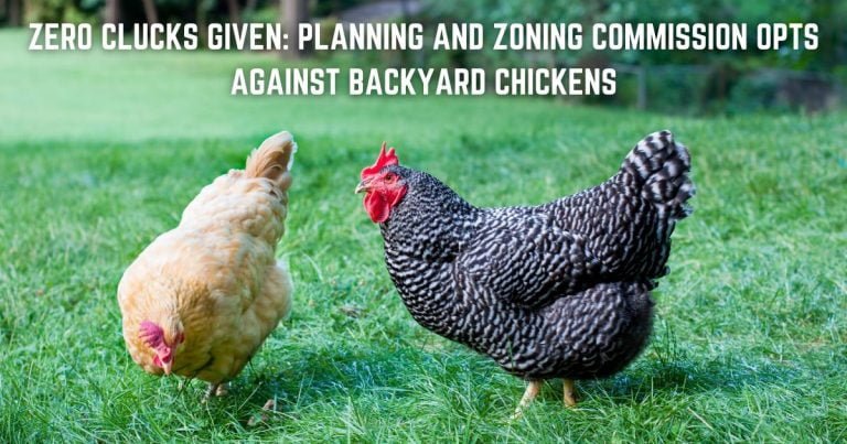 Zero Clucks Given: Planning and Zoning Commission Opts Against Backyard Chickens