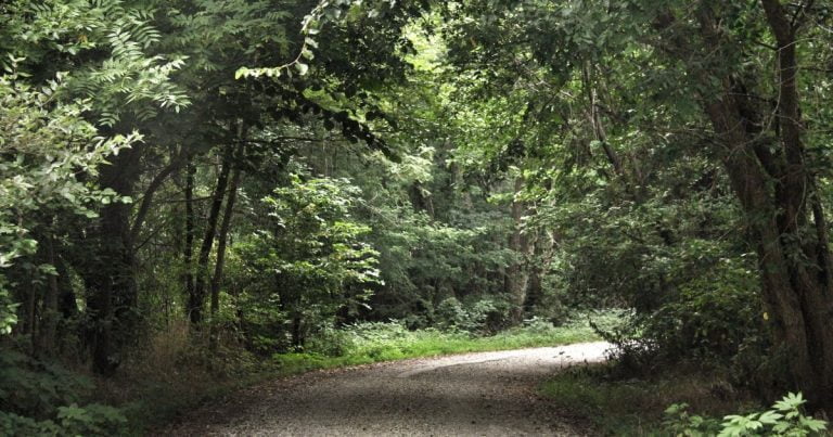 Body Found in Mosby Woods Confirmed to be Missing Teen Andrew Mullin