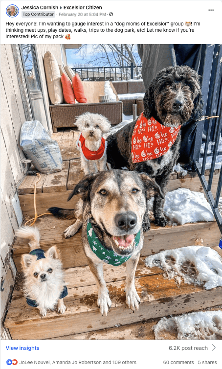 Four dogs stand on porch stairs looking at the camera
