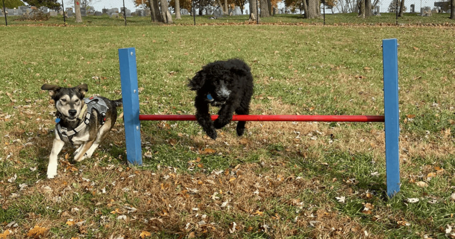 Dogs at Century Bark running and jumping