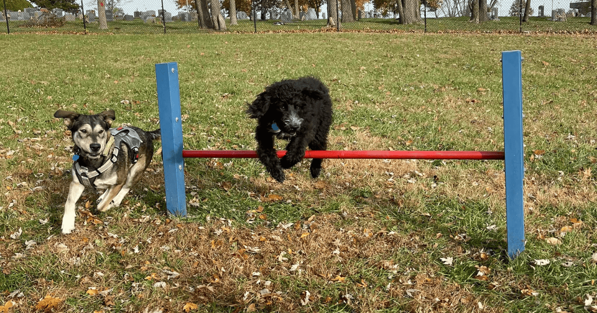 Dogs at Century Bark running and jumping