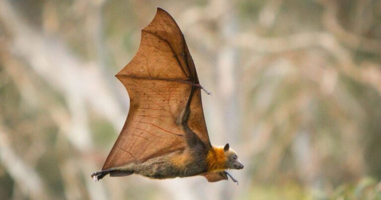 bat flying with its right underwing exposed so you can see its brown and orange fur body.