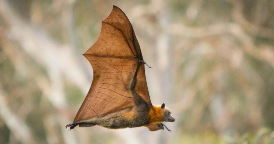 bat flying with its right underwing exposed so you can see its brown and orange fur body.
