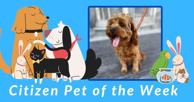 Citizen Pet of the Week: Meet Walter!