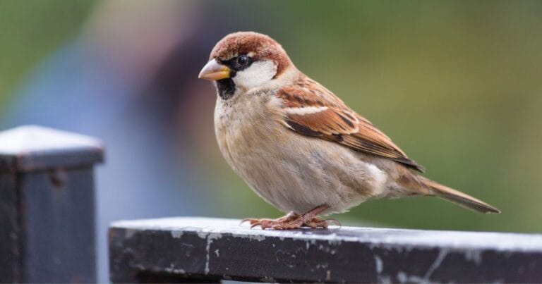 Avian Influenza in Excelsior Springs: What You Need to Know