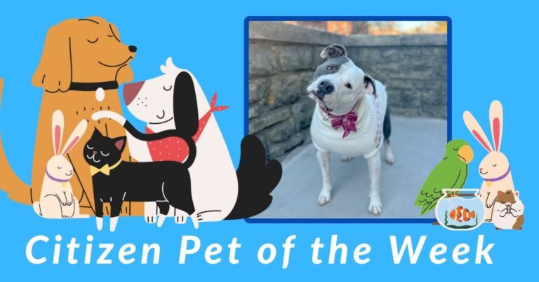 Citizen Pet of the Week: Say Hello to Kota B