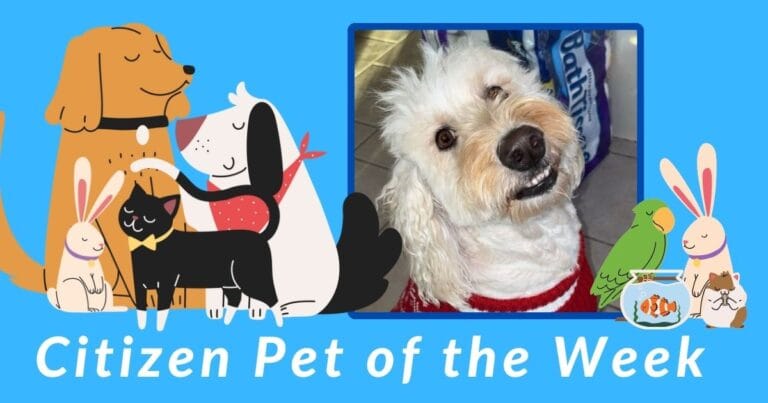 Citizen Pet of the Week: Marley
