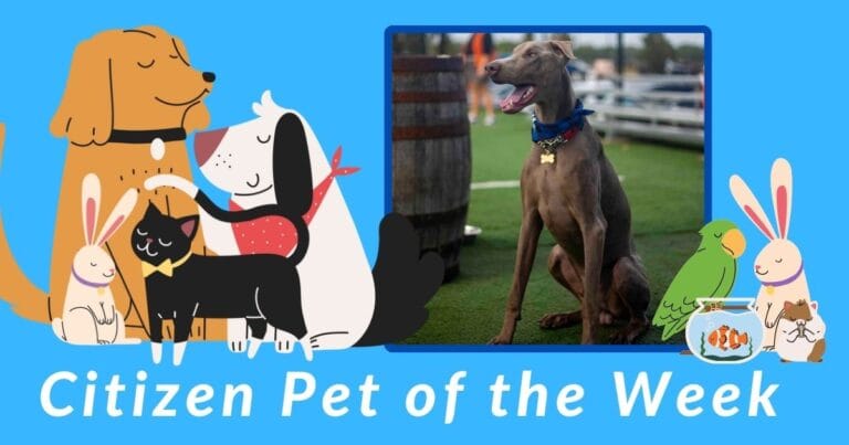 Citizen Pet of the Week: Apollo