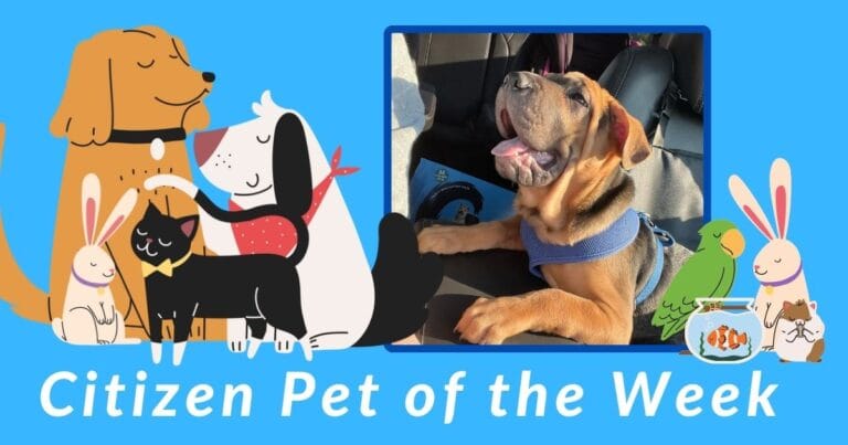 Citizen Pet of the Week: Loki