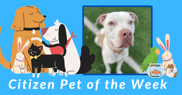 Citizen Pet of the Week: Rocko (Available for Adoption!)