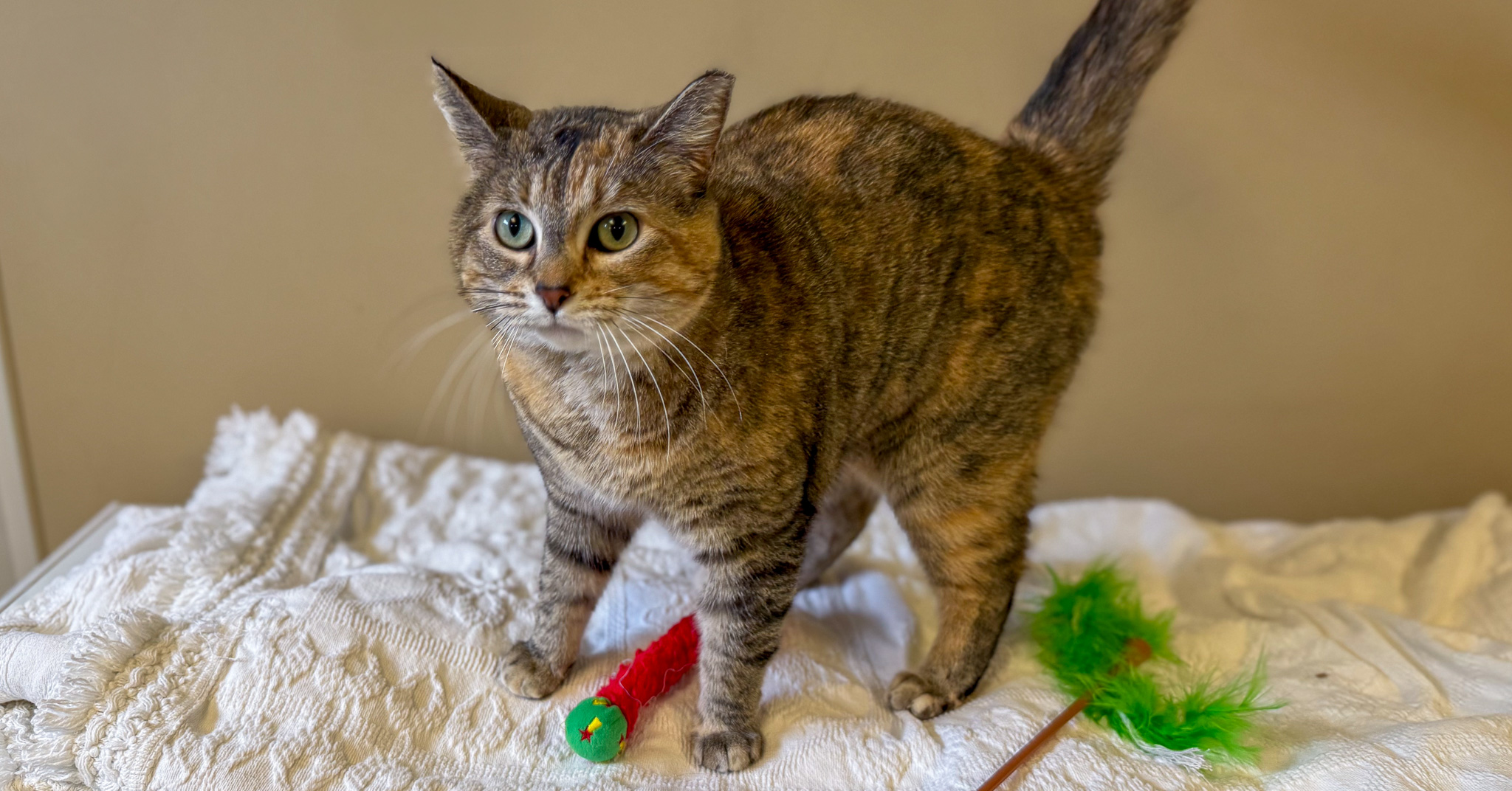 tabby cat