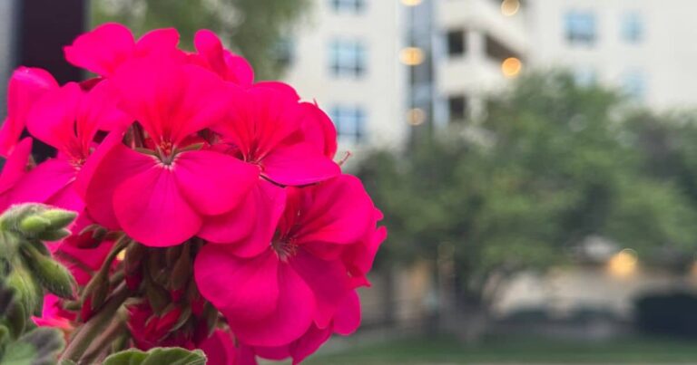 News Briefs: Excelsior Springs, A Community In Motion