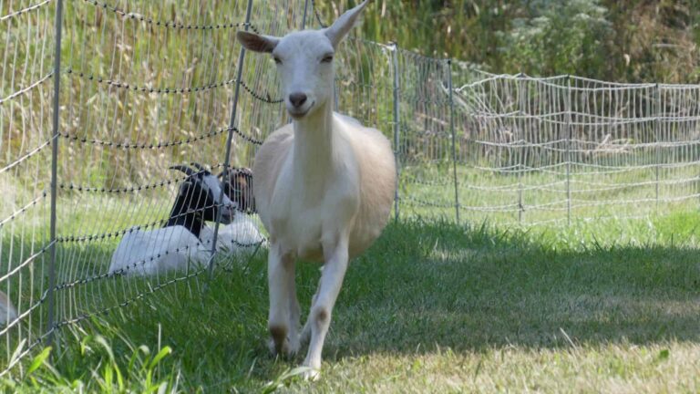Goats Spotted on the Hillside: Brush-Clearing Herd Draws Attention on 69 Highway