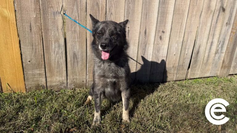 November’s Adoptable Pet of the Month: Stormi Luna the Pomsky