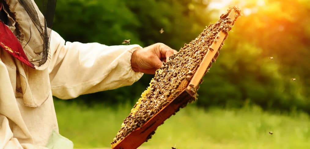 beekeeper pulling out a slat of honey