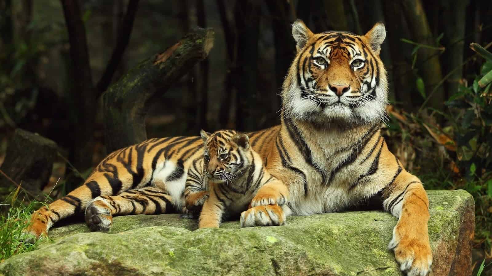 Tigers
