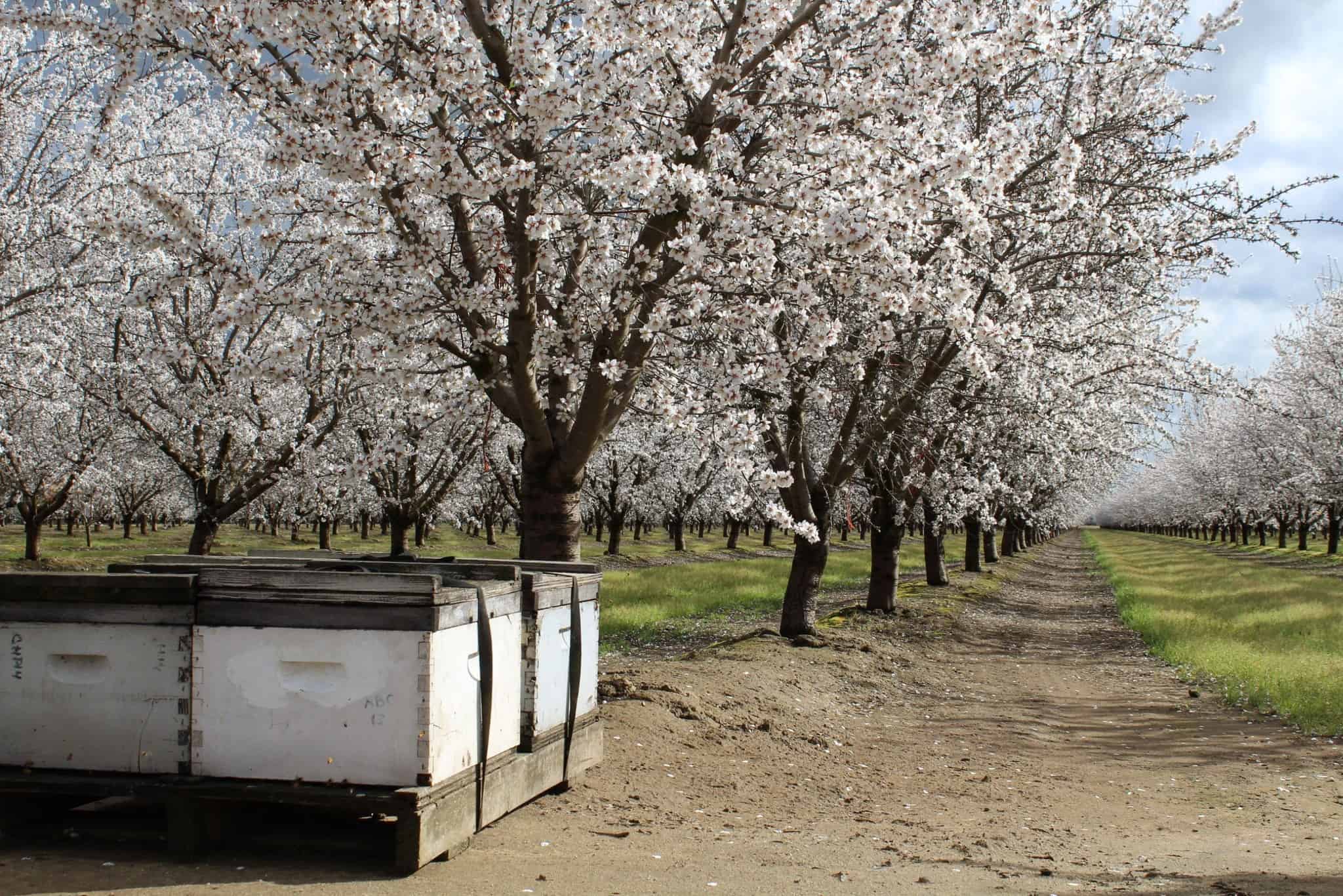 ES-Beekeepers
